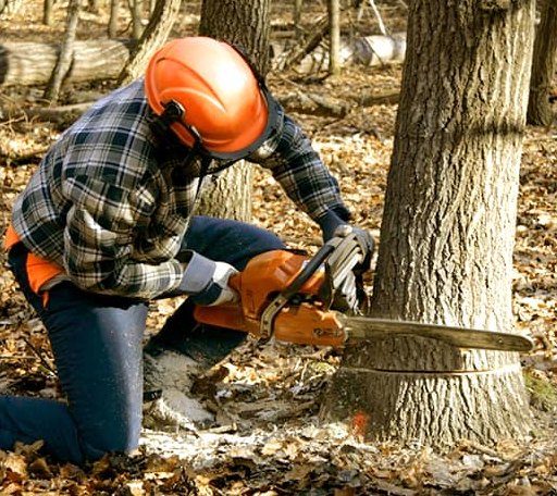 Tree Removal in Sand Creek, MI
